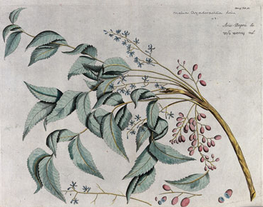 Азадирахта индийская (Azadirachta indica) - Ним, Арищта